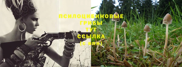 прущие грибы Алзамай